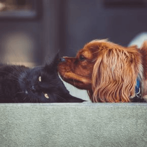 A dog and cat lying down next to each other