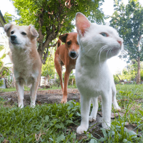 A white cat with two dogs behind it, standing in a green space outside.