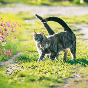 Two cats walking on grass near flowers