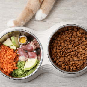 A pair of paws beside two bowls of pet food, one with dry food and the other with fresh fruits, vegetables and meat.