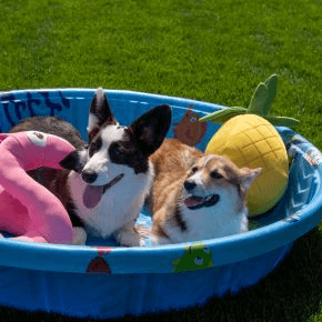 Two dogs sitting in a paddling pool outdoors