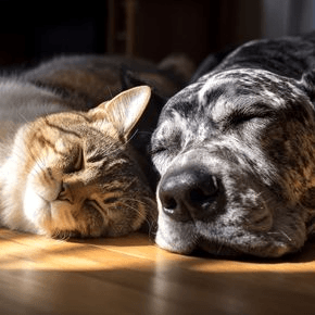 A cat and dog lying on a wooden floor with sun filtering through on their faces