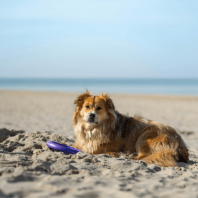 A dog lying in the sand on a beach