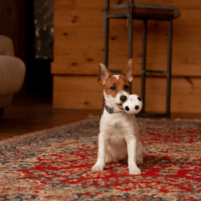 A dog play