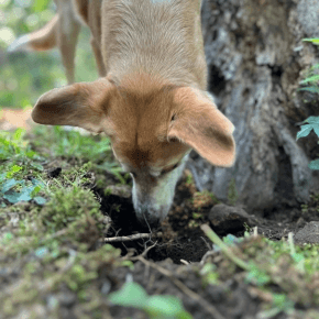 Dog digging by a tree