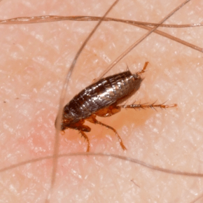 Close up of a flea on human skin with hairs